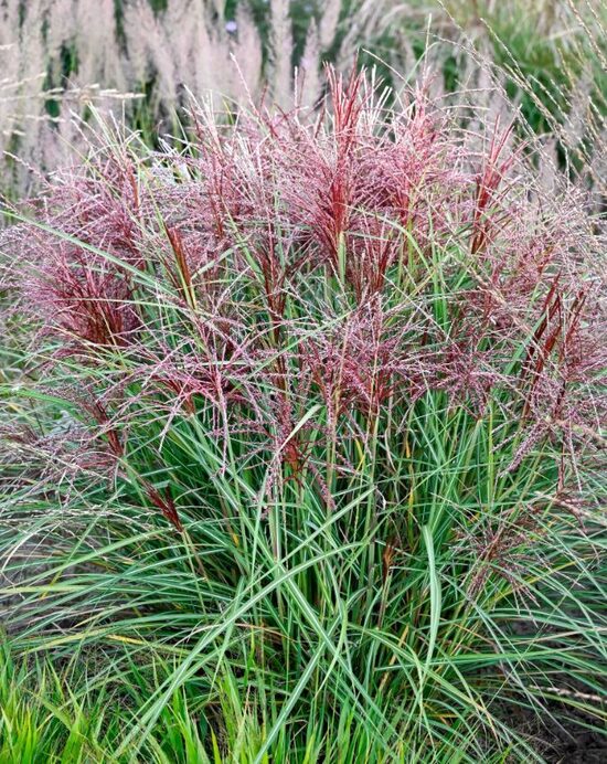 Ķīnas miskante Miscanthus sinensis 'Polonus'